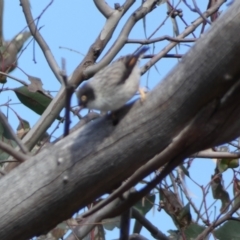 Daphoenositta chrysoptera at Paddys River, ACT - 24 Aug 2022 03:05 PM