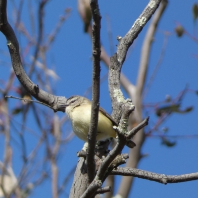 Acanthiza chrysorrhoa (Yellow-rumped Thornbill) at Paddys River, ACT - 24 Aug 2022 by SteveBorkowskis