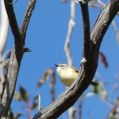 Acanthiza chrysorrhoa at Paddys River, ACT - 24 Aug 2022