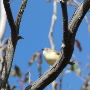 Acanthiza chrysorrhoa at Paddys River, ACT - 24 Aug 2022