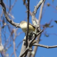 Acanthiza chrysorrhoa at Paddys River, ACT - 24 Aug 2022