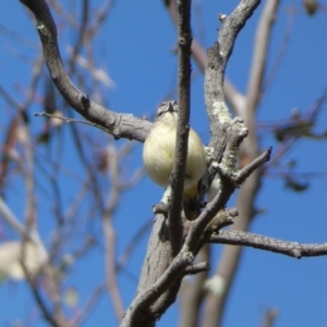 Acanthiza chrysorrhoa at Paddys River, ACT - 24 Aug 2022