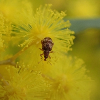 Ancyttalia sp. (genus) (Weevil) at Murrumbateman, NSW - 16 Aug 2022 by SimoneC