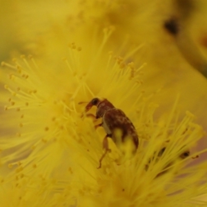 Ancyttalia sp. (genus) at Murrumbateman, NSW - 16 Aug 2022