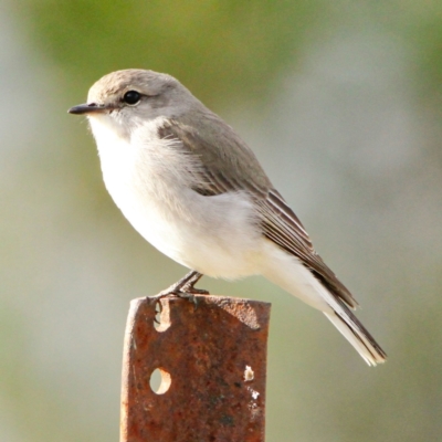 Microeca fascinans (Jacky Winter) at Murrumbateman, NSW - 18 Aug 2022 by davobj