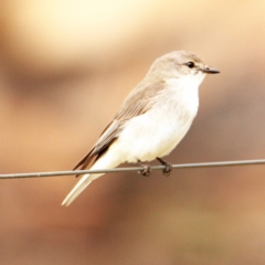 Microeca fascinans at Murrumbateman, NSW - 18 Aug 2022 09:53 AM