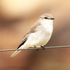 Microeca fascinans at Murrumbateman, NSW - 18 Aug 2022 09:53 AM