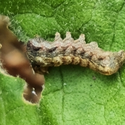 Noctuidae unclassified IMMATURE moth (Immature Noctuidae Moth) at Isaacs Ridge and Nearby - 24 Aug 2022 by Mike