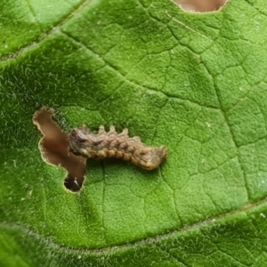 Noctuidae unclassified IMMATURE moth at Isaacs, ACT - 24 Aug 2022