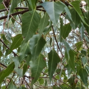 Brachychiton populneus subsp. populneus at Isaacs, ACT - 24 Aug 2022