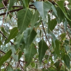 Brachychiton populneus subsp. populneus (Kurrajong) at Isaacs, ACT - 24 Aug 2022 by Mike