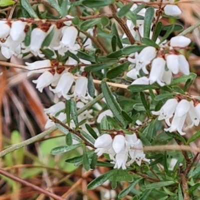 Cryptandra amara (Bitter Cryptandra) at Isaacs, ACT - 24 Aug 2022 by Mike