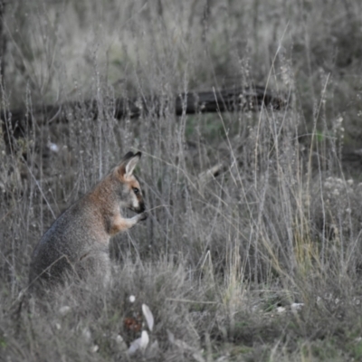 Notamacropus rufogriseus (Red-necked Wallaby) at Mumbil, NSW - 8 Aug 2022 by Sandibees