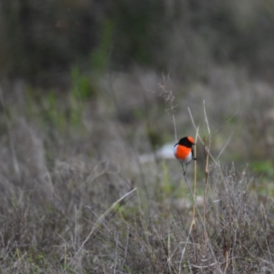 Petroica goodenovii (Red-capped Robin) at Mumbil, NSW - 16 Jun 2021 by Sandibees