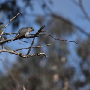 Cacomantis flabelliformis at Mumbil, NSW - 24 Aug 2022