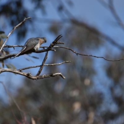 Cacomantis flabelliformis (Fan-tailed Cuckoo) at Mumbil, NSW - 24 Aug 2022 by Sandibees