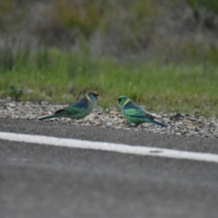 Barnardius zonarius (Australian Ringneck) at Gunningbland, NSW - 22 Aug 2022 by Sandibees