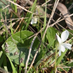 Viola odorata (Sweet Violet, Common Violet) at Dryandra St Woodland - 24 Aug 2022 by ConBoekel