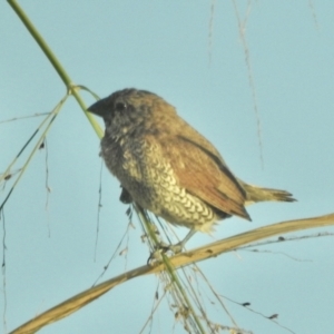 Lonchura punctulata at Aeroglen, QLD - 24 Aug 2022