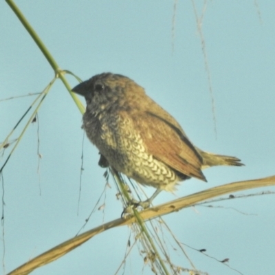 Lonchura punctulata (Scaly-breasted Munia) at Aeroglen, QLD - 24 Aug 2022 by GlossyGal