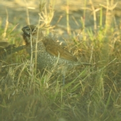 Lonchura punctulata at Aeroglen, QLD - 24 Aug 2022