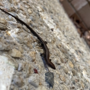 Lampropholis delicata at Acton, ACT - 24 Aug 2022 11:52 AM