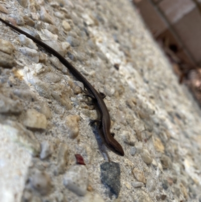 Lampropholis delicata (Delicate Skink) at Acton, ACT - 24 Aug 2022 by teeniiee