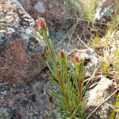 Stackhousia monogyna (Creamy Candles) at Molonglo Valley, ACT - 24 Aug 2022 by sangio7