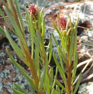 Stackhousia monogyna at Molonglo Valley, ACT - 24 Aug 2022