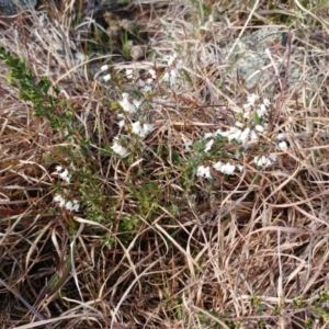 Cryptandra amara at Molonglo Valley, ACT - 24 Aug 2022