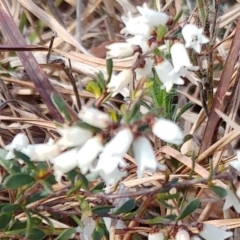 Cryptandra amara at Molonglo Valley, ACT - 24 Aug 2022 02:07 PM