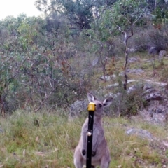 Macropus giganteus (Eastern Grey Kangaroo) at Kambah, ACT - 26 Mar 2022 by MountTaylorParkcareGroup