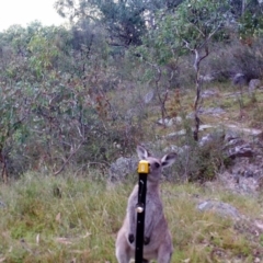 Macropus giganteus (Eastern Grey Kangaroo) at Kambah, ACT - 27 Mar 2022 by MountTaylorParkcareGroup