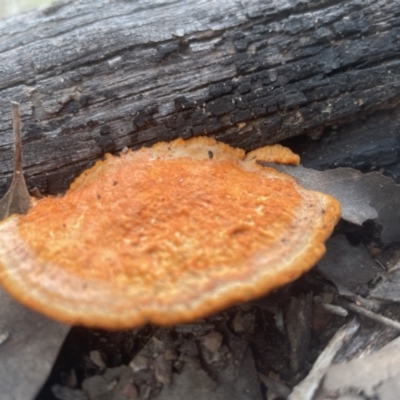 Trametes coccinea (Scarlet Bracket) at Aranda Bushland - 25 Aug 2022 by lbradley