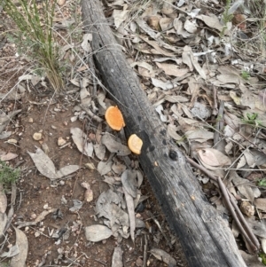 Pycnoporus coccineus at Aranda, ACT - 25 Aug 2022