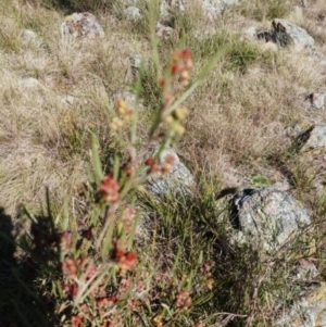 Dodonaea viscosa at Hawker, ACT - 24 Aug 2022