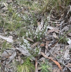 Cryptandra amara (Bitter Cryptandra) at Aranda, ACT - 25 Aug 2022 by lbradley