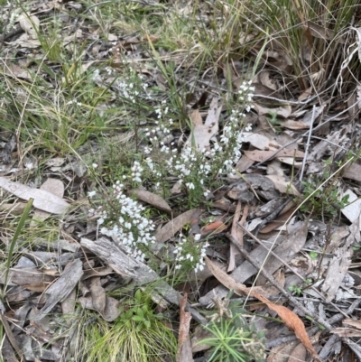 Cryptandra amara (Bitter Cryptandra) at Aranda, ACT - 25 Aug 2022 by lbradley