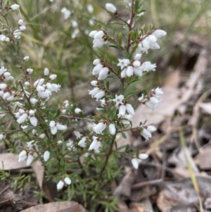 Cryptandra amara at Aranda, ACT - 25 Aug 2022