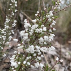 Cryptandra amara at Aranda, ACT - 25 Aug 2022