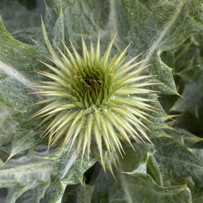 Onopordum acanthium (Scotch Thistle) at Jerrabomberra, NSW - 25 Aug 2022 by SteveBorkowskis