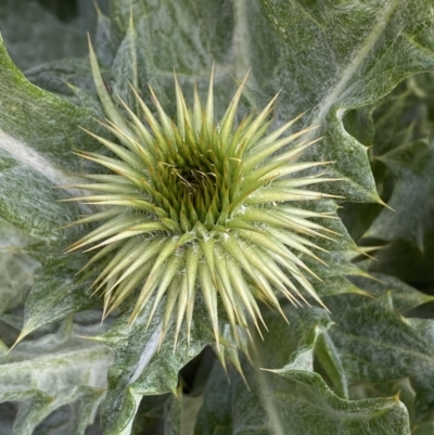 Onopordum acanthium (Scotch Thistle) at Mount Jerrabomberra - 25 Aug 2022 by Steve_Bok