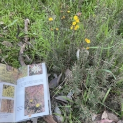 Hibbertia calycina (Lesser Guinea-flower) at Aranda, ACT - 25 Aug 2022 by lbradley