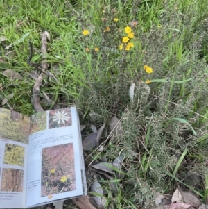 Hibbertia calycina at Aranda, ACT - 25 Aug 2022