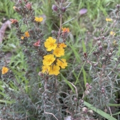 Hibbertia calycina at Aranda, ACT - 25 Aug 2022