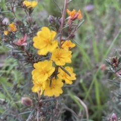 Hibbertia calycina at Aranda, ACT - 25 Aug 2022