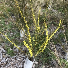 Acacia lanigera var. lanigera (Woolly Wattle, Hairy Wattle) at Hughes Garran Woodland - 7 Aug 2022 by ruthkerruish