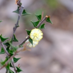 Acacia gunnii (Ploughshare Wattle) at Block 402 - 25 Aug 2022 by Kurt