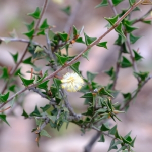 Acacia gunnii at Stromlo, ACT - 25 Aug 2022