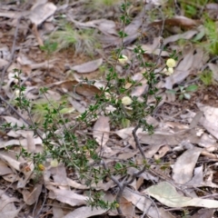 Acacia gunnii at Stromlo, ACT - 25 Aug 2022